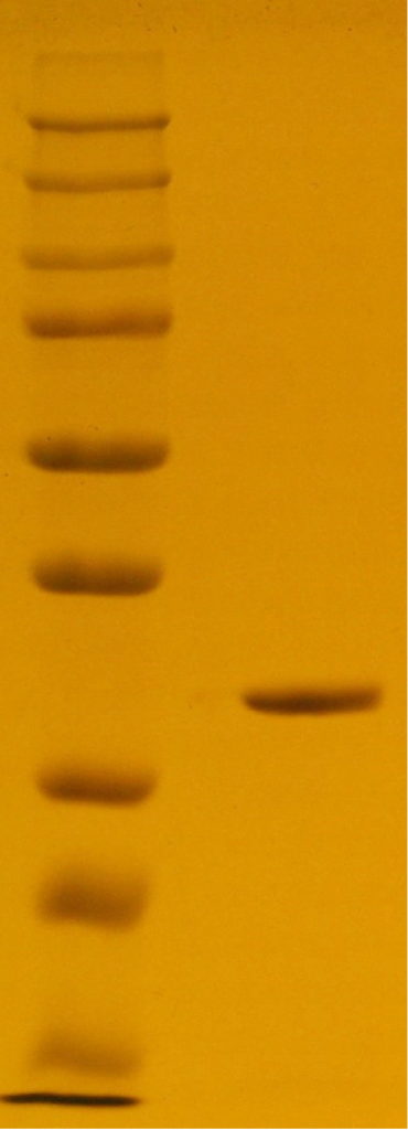 G5: 2ug of recombinant Protein G resolved by SDS-PAGE reducing condition, showing a single band of 22.5 kDa.